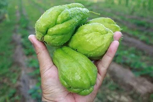 金龙湾吃瓜,一场吃瓜盛宴，揭秘网红美食背后的故事