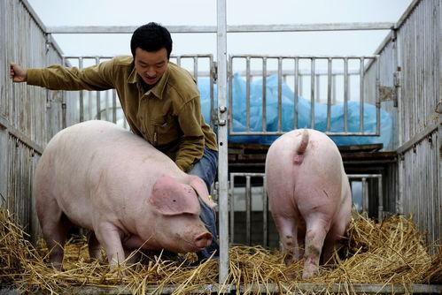 斩虎爆料猪崽子以前视频,勇敢斩虎背后的故事